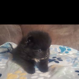 Pomeranian Puppies from Fancy Paws Pomeranian