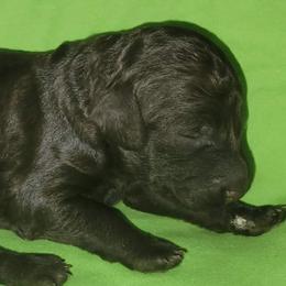 Luna - Poodle puppy in Missouri from 7P Services