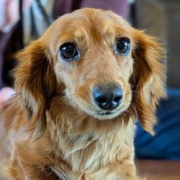 Poppy - Dachshund