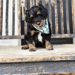 Boy 3 - Phantom male Bernedoodle puppy in Salt Lake County, Utah from Coco Avenue Pups