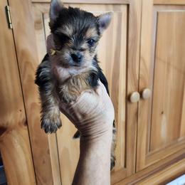 Yellow Collar - Black and gold female Yorkshire Terrier puppy in Sidney, Ohio from Little Yorkie World