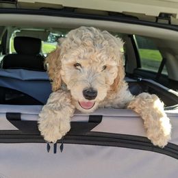 Goldendoodle Puppies from Yuppy Puppy Goldendoodles