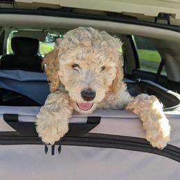 Goldendoodle Puppies from Yuppy Puppy Goldendoodles