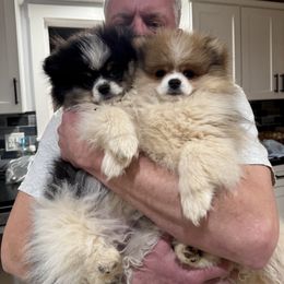 Gigi girl - Blue parti female Pomeranian puppy in Colton, Oregon from Shelli’s Pampered Poms