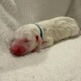 Blue - White male Sheepadoodle puppy in Fayette, Alabama from Luxapallila Sheepadoodles
