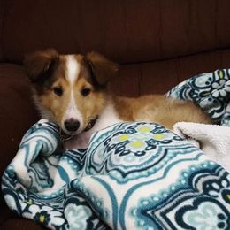 Collie Puppies from High Altitude Collies
