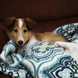 Collie Puppies from High Altitude Collies