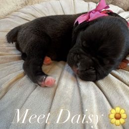 Girl 5 - Brindle Boxer puppy in Perris, California from Ultra Paws Plus