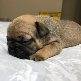 French Bulldog Puppies from PNW French Bulldogs