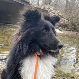 Moon - Shetland Sheepdog