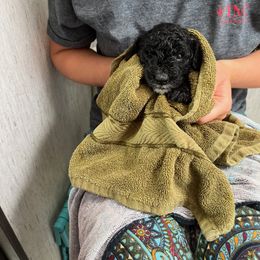 Poodle Puppies from Reuter Clan Poodles