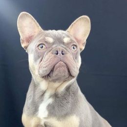 French Bulldogs from Frenchie Mafia