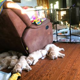 Goldendoodle Puppies from CharLia's Holistic English Cream Golden Retrievers & Doodles