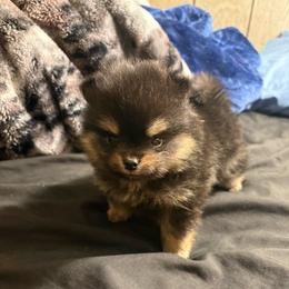 Loki - Black and tan parti male Pomeranian puppy in Denver, Colorado from Tiny Tornado Poms