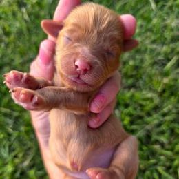 Cayenne - female Cavapoochon puppy in Bullard, Texas from Cavapoochon Central LLC
