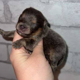 Bluey - Blue and tan female Pomeranian puppy in Perry County, Ohio from Speechless Pom’s