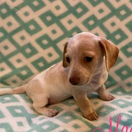 Dachshunds from Southern Sky Dachshunds
