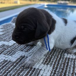 Blue - Liver roan male German Shorthaired Pointer puppy in Huntington, Texas from B&B GSP’S