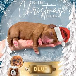 Blue - Ruby male Cavalier King Charles Spaniel puppy in Ammon, Idaho from Ammon Acres Cavaliers