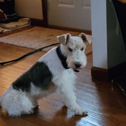 Wire Fox Terriers from Johnson Wire Fox Terriers