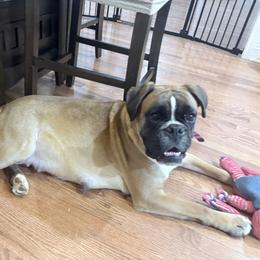 Boxers from Vom Krepps Manor