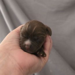 Dolly - Brown female Cocker Spaniel puppy in Winston Salem, North Carolina from Cocker Cottage