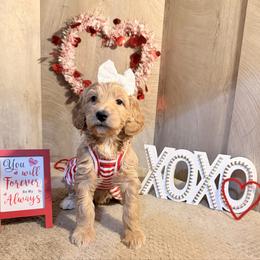 Molly - Cream female Goldendoodle puppy in Valdosta, Georgia from Designer Doodles of South GA