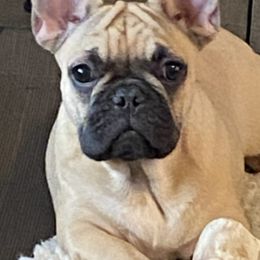 French Bulldogs from Solace French Bulldogs
