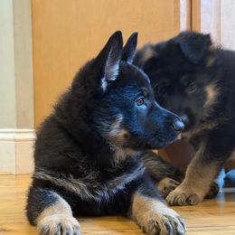 Orange - Black and tan male German Shepherd puppy in Rochester, Massachusetts from Von Liebenhaus