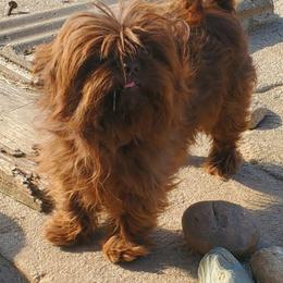 Chooch - Shih Tzu