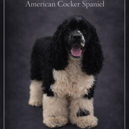 Jack Morgan - Cocker Spaniel