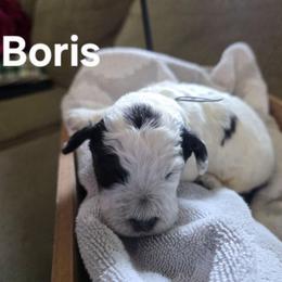 Boris - Black and white male Bernedoodle puppy in Blackfoot, Idaho from Draper Mountain Doodles