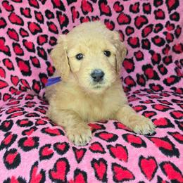 Max - Apricot female Goldendoodle puppy in Georgetown, Tennessee from Georgetown Designer & Purebred Puppies