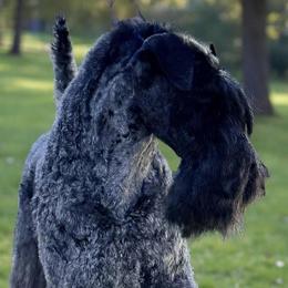 Toby - Kerry Blue Terrier