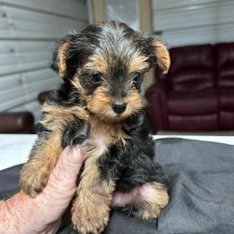 Cooper(click pic) - Black and tan male Yorkshire Terrier puppy in Kingston, Oklahoma from Lake Life