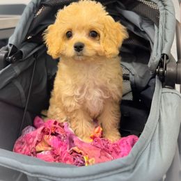Pearl - Ruby female Cavachon puppy in Osprey, Florida from Mariah's Cavachons