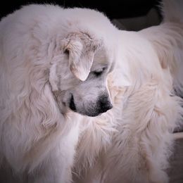 Beaux - Golden Retriever