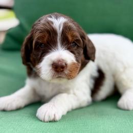 Red collar boy - Brown and white male Bernedoodle puppy in Colorado Springs, Colorado from Mercy Mountain Bernedoodles