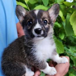 Cedar - Sable male Pembroke Welsh Corgi puppy in Sidney, Ohio from Cozy Corgi Ranch