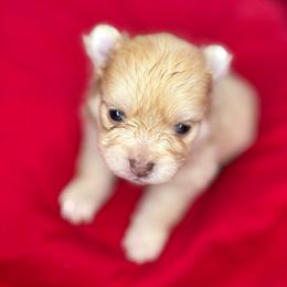 Cindy Lou - Chocolate merle female Pomeranian puppy in Douglas, Massachusetts from Country Oak Poms LLC