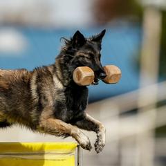 Belgian Tervuren from Ikonic Working Belgians