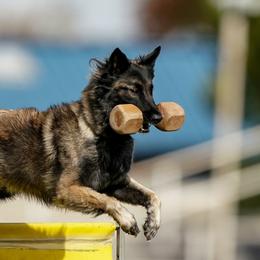 Belgian Tervuren from Ikonic Working Belgians