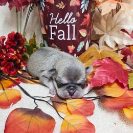 Cream Boy (red) - Cream male Pug puppy in Tulsa, Oklahoma from Locust Creek Pugs & Japanese Chin's