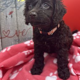 Cockapoo, Goldendoodle, and Maltipoo Puppies from Loris Pampered Pooches💕
