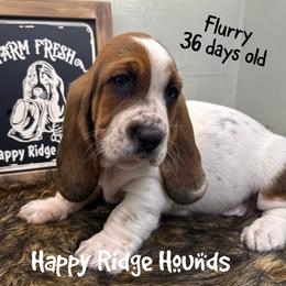 Flurry - Black brown and white female Basset Hound puppy in Mebane, North Carolina from Happy Ridge Hounds