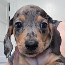 Light blue collar black and tan dapple boy - Dapple male Dachshund puppy in Caldwell, Idaho from Dozendachs