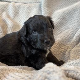 Captain -crunch - Black and white male Aussiedoodle puppy in Michigan from Kingsden Aussies and doodles
