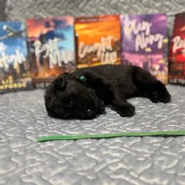 Kai - Black male German Shepherd puppy in Pennock, Minnesota from Shakopee Creek German Shepherds