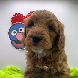 Boy 3 - Grover - Red  Goldendoodle puppy in Waterford, Pennsylvania from Ruby’s Mini Goldendoodles