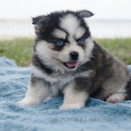 "Asher held back for breeder" Pomsky Puppies from Pomsky Lady